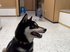 -瑞派康怡24h宠物医院·犬猫医疗中心·微创绝育(瑞景分院)