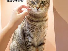 -猫儿山۰猫主题餐厅
