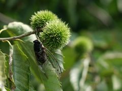 -蟠龙山长城景区