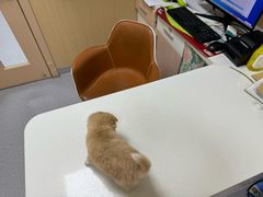 -康成宠物医院24H·CT·核磁共振