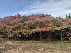 -八大关景区