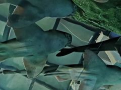-悉尼海洋生物水族馆