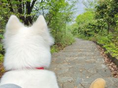 -桃花岭景区