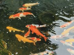 -老山国家森林公园
