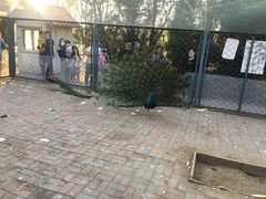 -长白岛森林公园