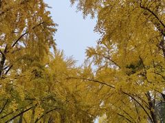 -三里屯东五街银杏大道