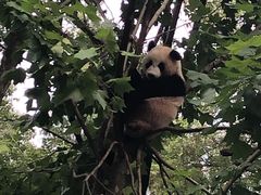 -都江堰中华大熊猫苑