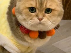 -柴迷FANS CLUB·柴犬狗咖·猫咖