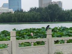 -莲花池公园