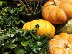 -苹果树下艺术餐厅(通州店)