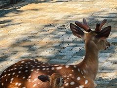 -长白岛森林公园