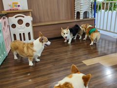 -柯斗斗主题餐厅·狗咖·围炉煮茶·茶饮(国瑞升平里店)