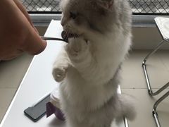 -怪兽屋·羊驼·猫咖·狗咖(俊华广场店)