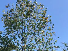 -潜山国家森林公园