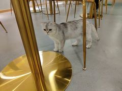 -飞行喵MR PILOT|猫舍·猫咖(静安大融城店)