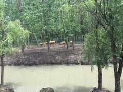 -溱湖国家湿地公园