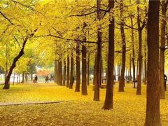 -四川大学(望江校区)