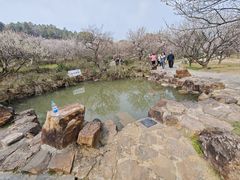 -香雪海