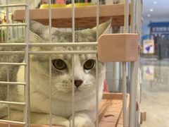 -柴犬小屋·柴餐厅·狗咖食堂(金鼎广场店)