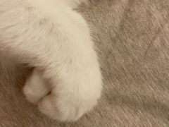 -猫大福·Fortune Cat猫舍(百子湾店)