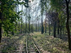 -合肥滨湖国家森林公园