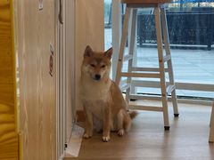 -南京Hallo宠物乐园·哈罗犬舍·柴犬繁育基地