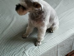 -瑞派·关忠动物医院·猫专科·犬专科(三环新城店)