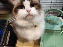 -蟹肉煲蟹肉(阊胥路店)