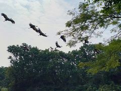 -广州长隆飞鸟乐园