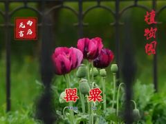 -国家植物园