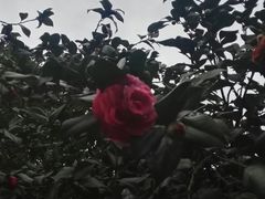 -峨眉山报国寺