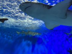 -太平洋海底世界