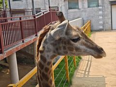 -西霞口神雕山野生动物世界