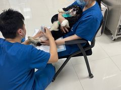 -申普宠物医院·心脏介入·心血管微创(总院)