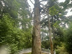 -天目山大树王景区