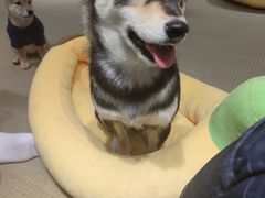 -逗柴咖啡屋·狗咖猫咖宠物桌游