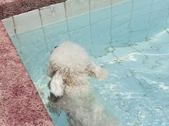 -帕帕拉兹宠物(亚洲旗舰店)