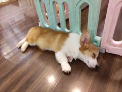 -柯斗斗主题餐厅·狗咖·围炉煮茶·茶饮(国瑞升平里店)