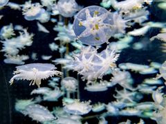 -太平洋海底世界