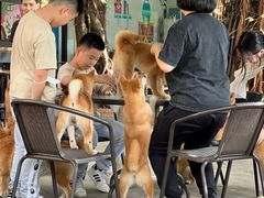 -柴犬高等学院·狗咖·柴犬售卖·宠物训练