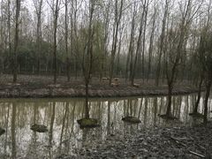 -溱湖国家湿地公园