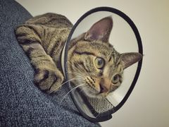迷豆-达爱动物医院·犬猫分区·CT·复杂眼科(远洋山水分院)