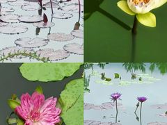 -国家植物园南园