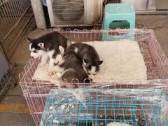 -中环花鸟鱼虫市场