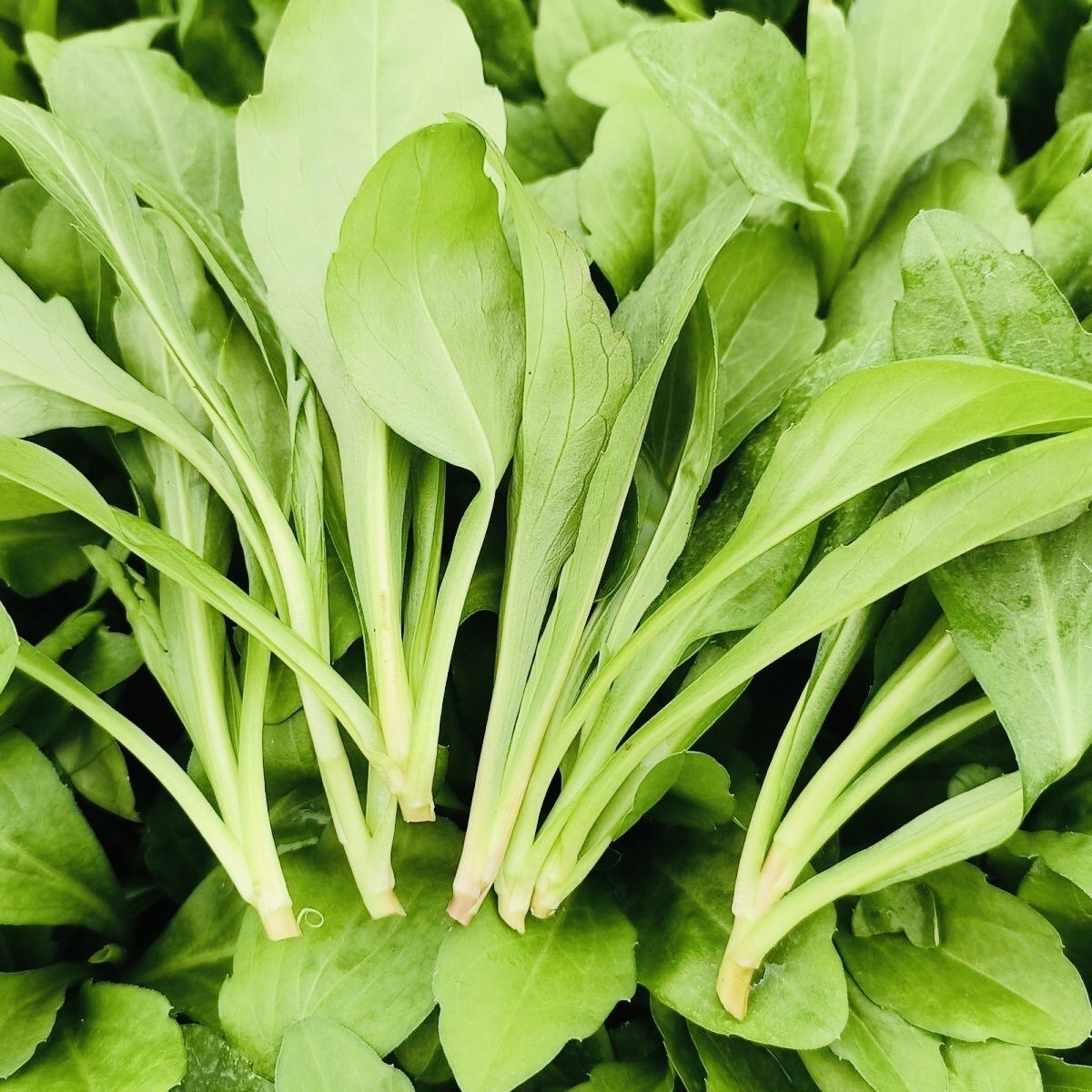 高营养的春菜有哪些?