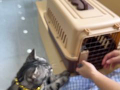 -瑞鹏宠物医院·夜间急症·心超·猫科(祖庙分店)