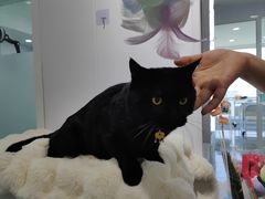 -爱洗澡的猫(望京店)
