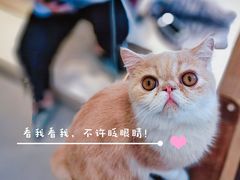 -飞行喵MR PILOT|猫舍·猫咖(静安大融城店)