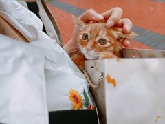 -瑞派名望志远动物医院·猫科·內科·异宠专科(直港大道店)