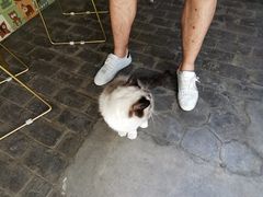 -喵屿·大理花园猫咖